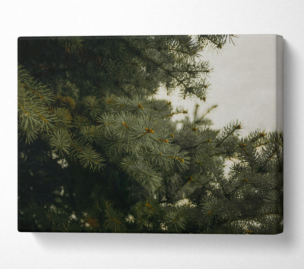  A Canvas Print of Evergreen Canopy Green Canvas Print