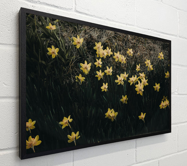 Golden Daffodils In Bloom