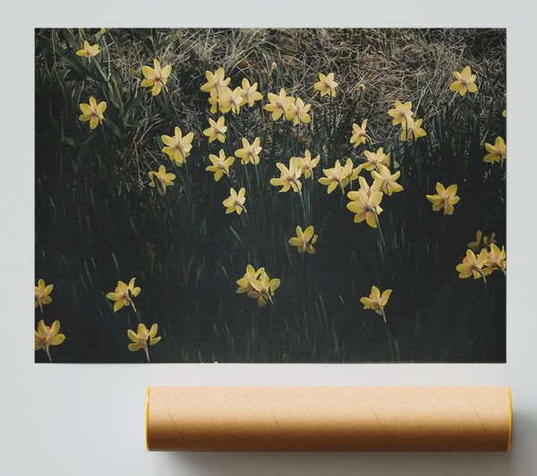Golden Daffodils In Bloom Poster