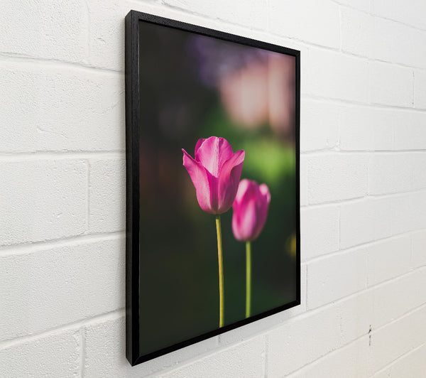 Pink Tulip Bloom