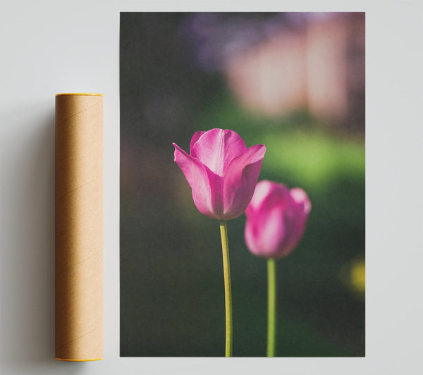 Pink Tulip Bloom Poster