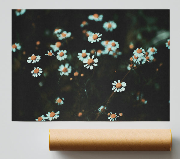 Teal Daisies In Bloom Poster