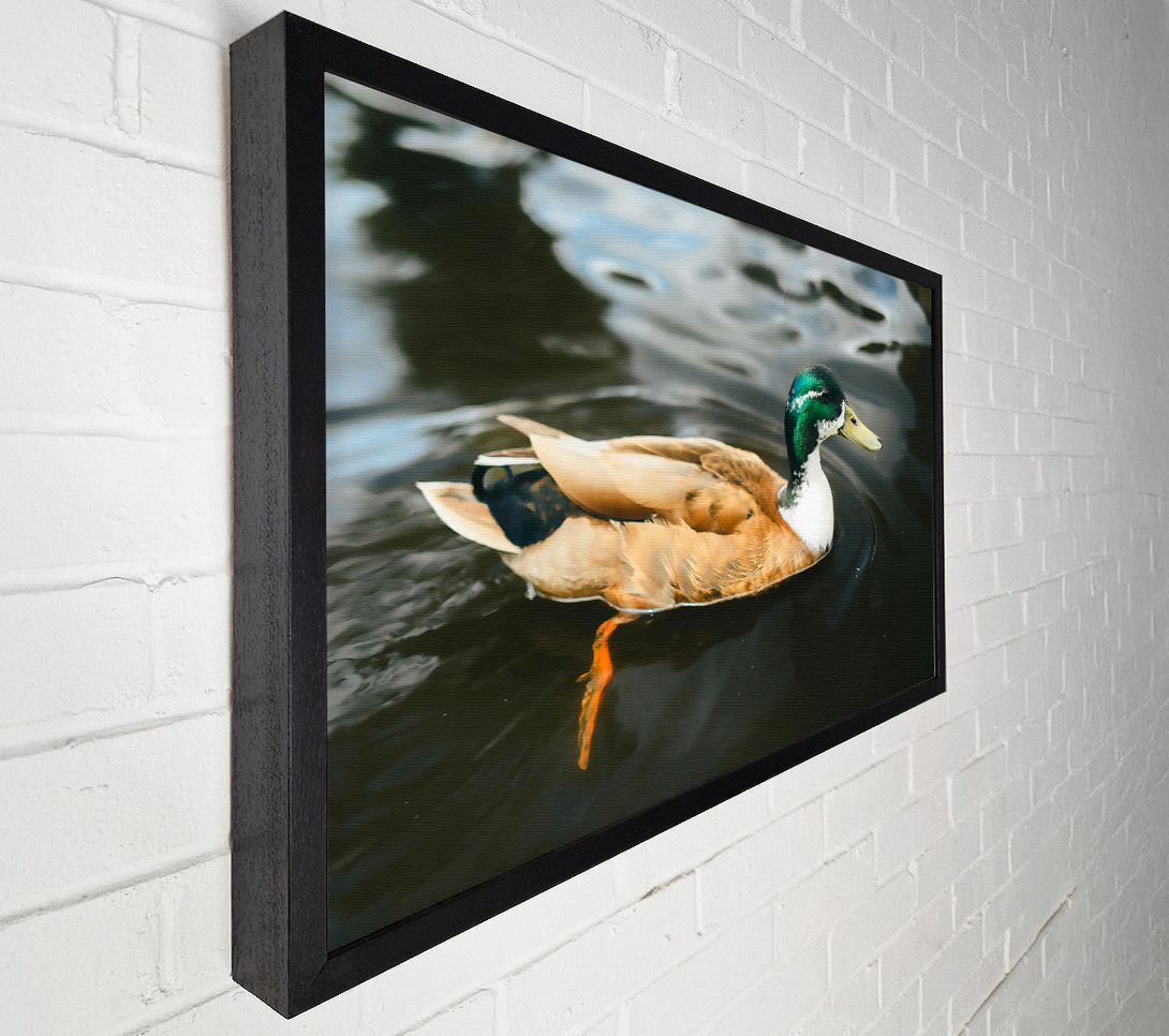  A Canvas Print of Green-Headed Duckling Canvas Art