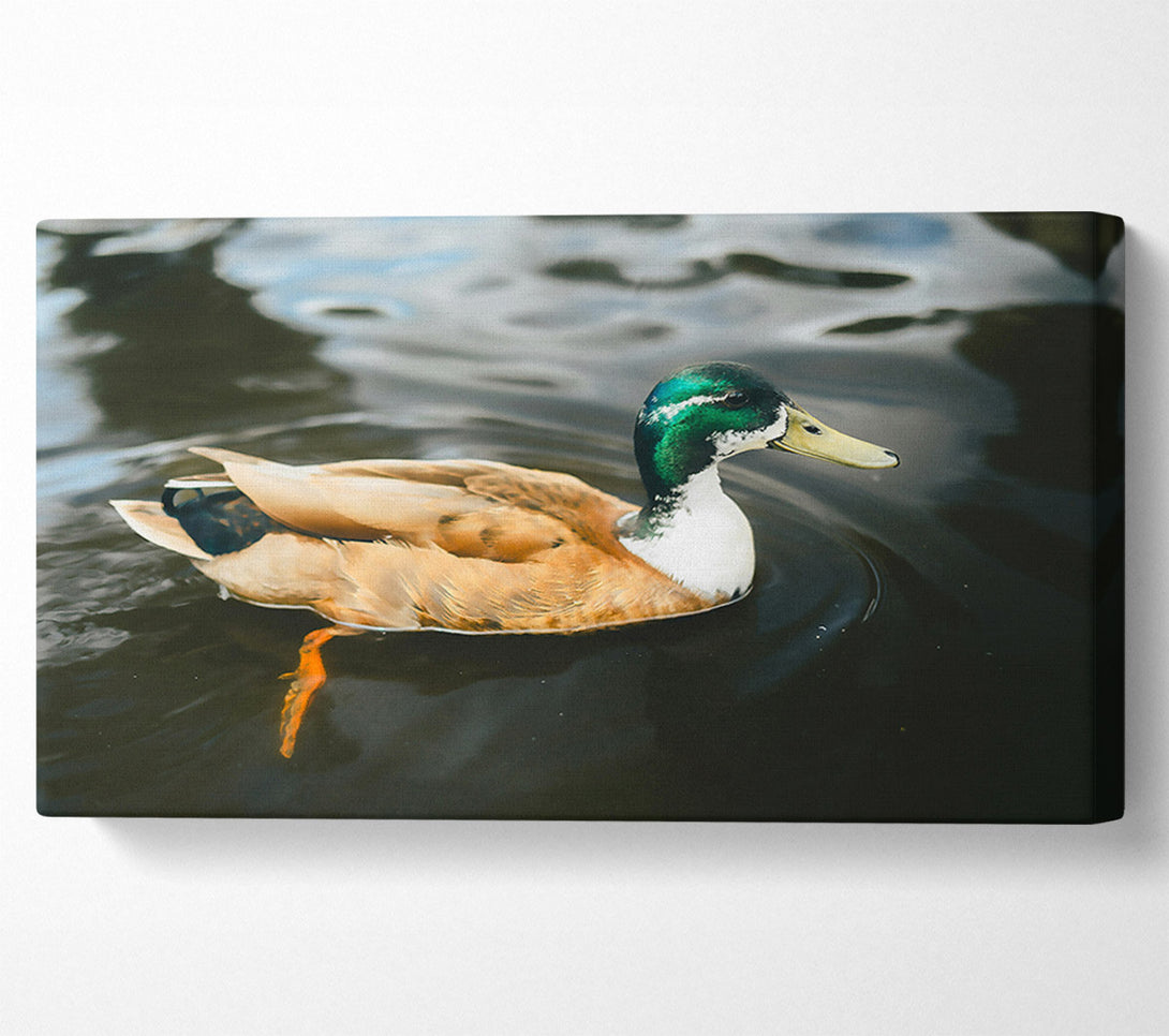  A Canvas Print of Green-Headed Duckling Canvas Art