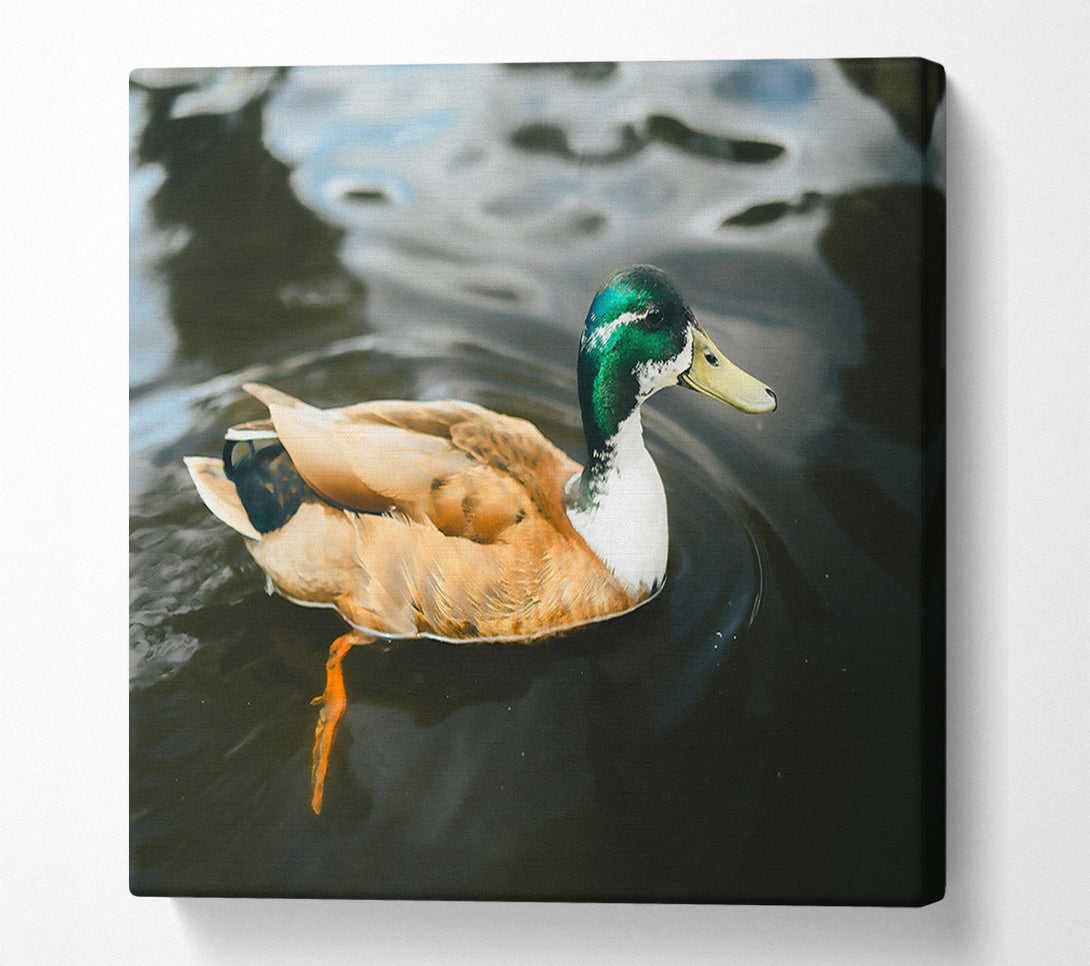  A Canvas Print of Green-Headed Duckling Canvas Art