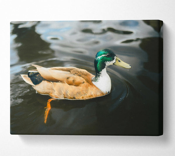 A Canvas Print of Green-Headed Duckling Canvas Art