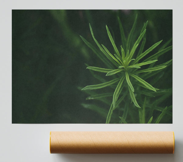 Green Sprout'S Reach Print