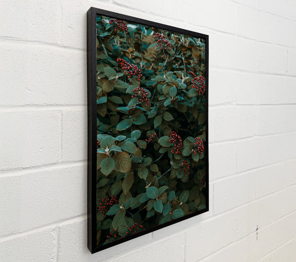 Emerald Vines & Crimson Berries
