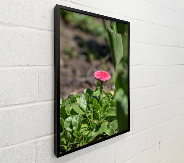 Pink Flower Blooms Greenly