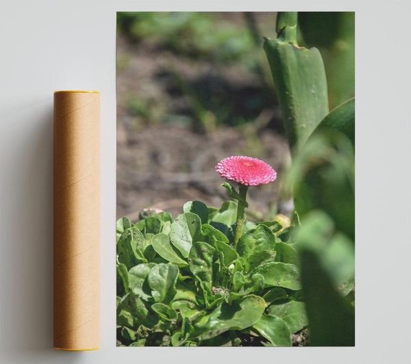 Pink Flower Blooms Greenly Print