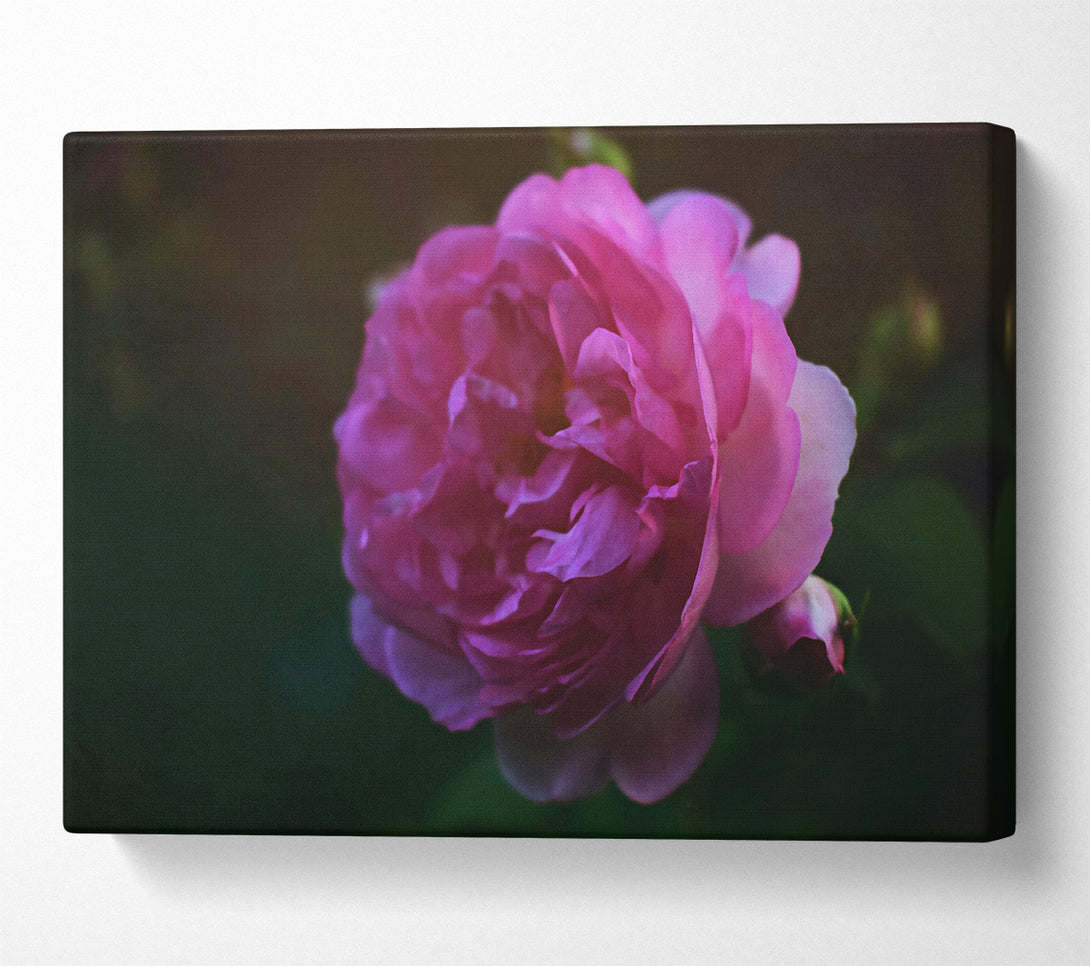  A Canvas Print of Pink Rose Bloom Canvas Art