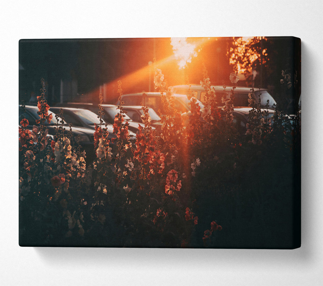  A Canvas Print of Golden Hour Blooms Canvas Art