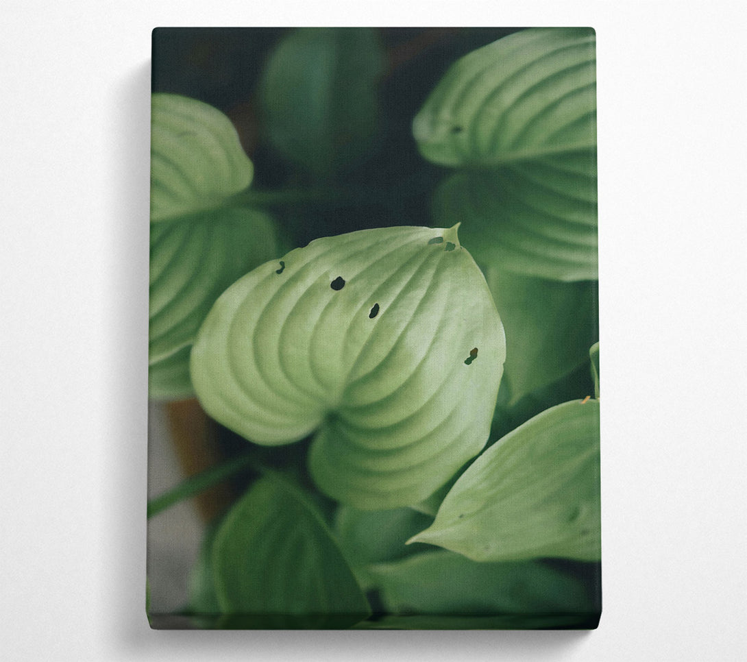  A Canvas Print of Emerald Leaf Texture Canvas Art