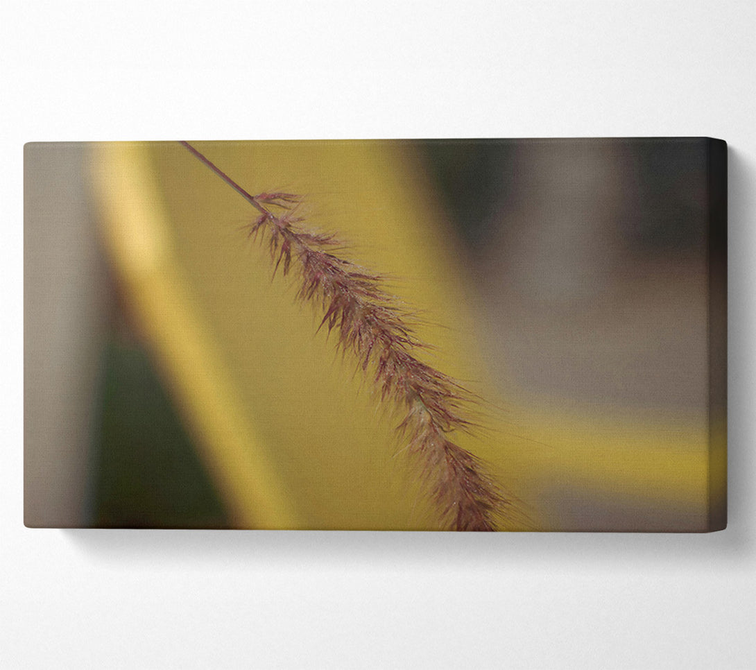  A Canvas Print of Golden Brown Bristle Canvas Art