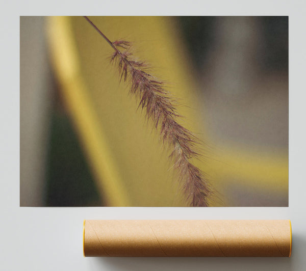 Golden Brown Bristle Poster