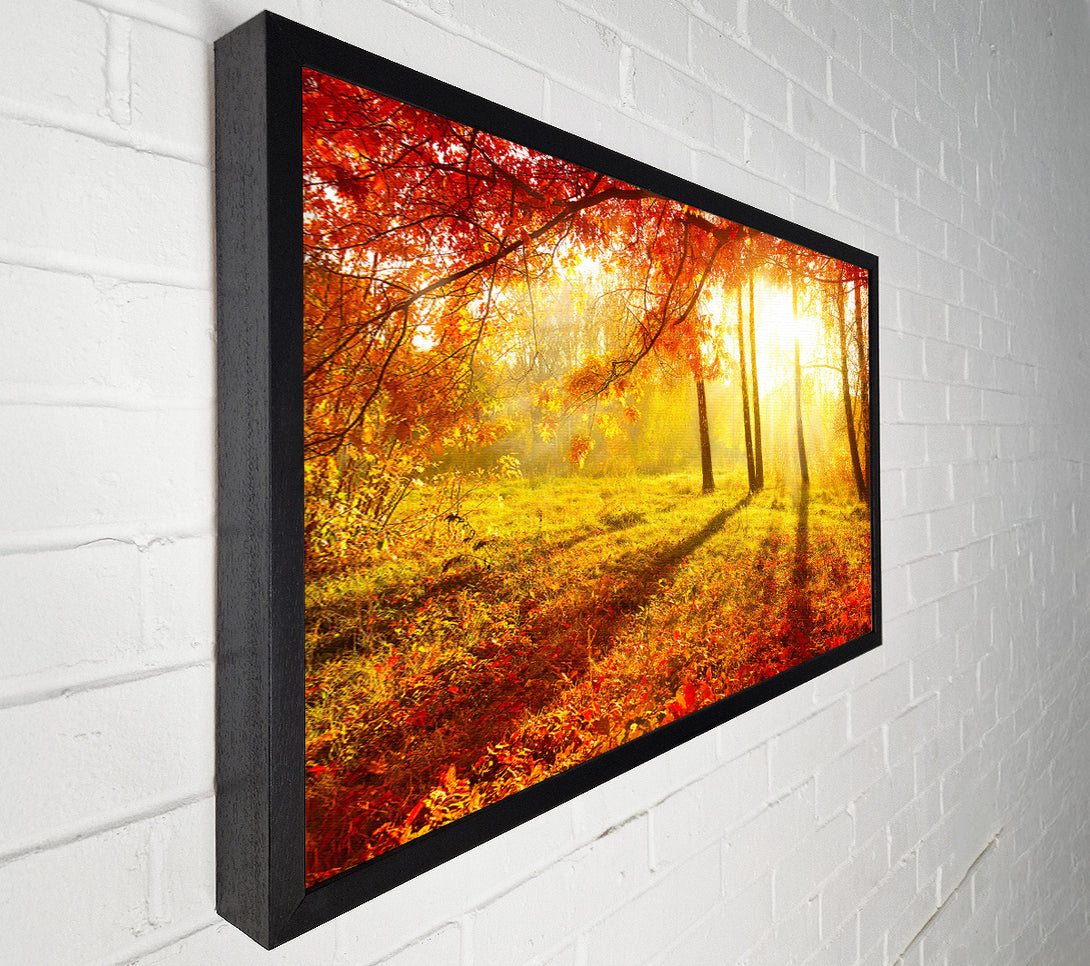  A Canvas Print of Autumn Forest Sunlight Canvas Art