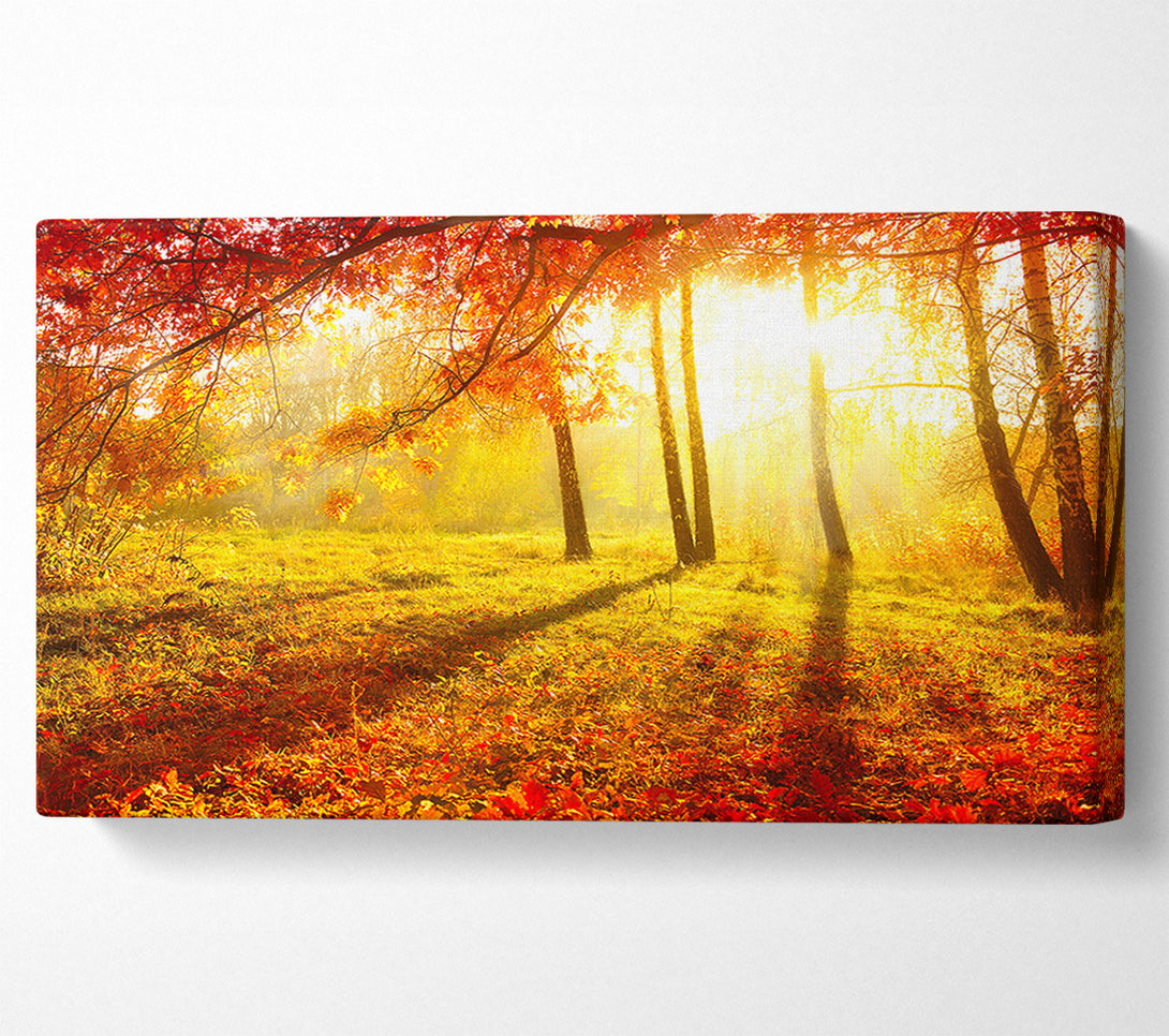  A Canvas Print of Autumn Forest Sunlight Canvas Art