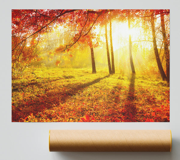 Autumn Forest Sunlight Print