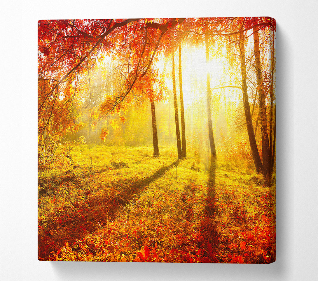  A Canvas Print of Autumn Forest Sunlight Canvas Art
