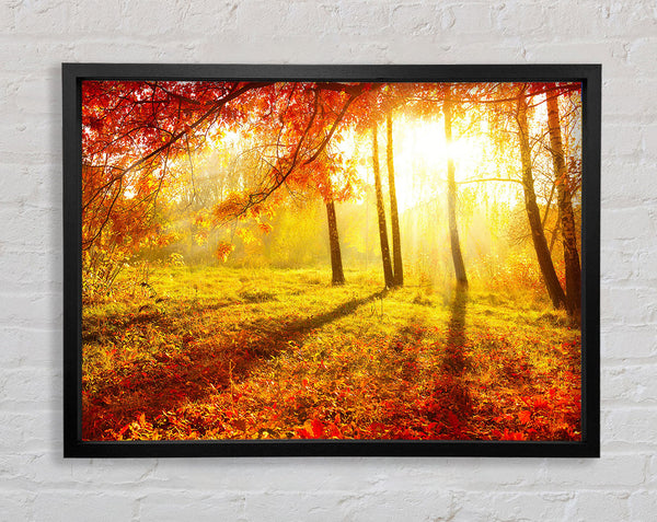 Autumn Forest Sunlight Framed Print