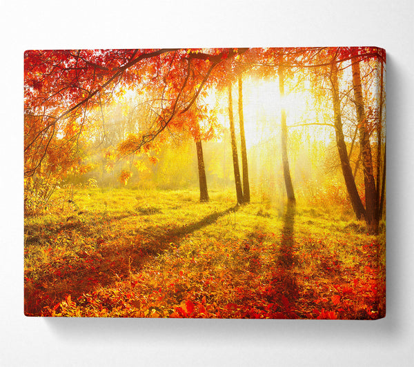  A Canvas Print of Autumn Forest Sunlight Canvas Art