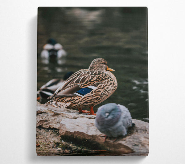  A Canvas Print of Brown Duck By The Water Canvas Wall Art