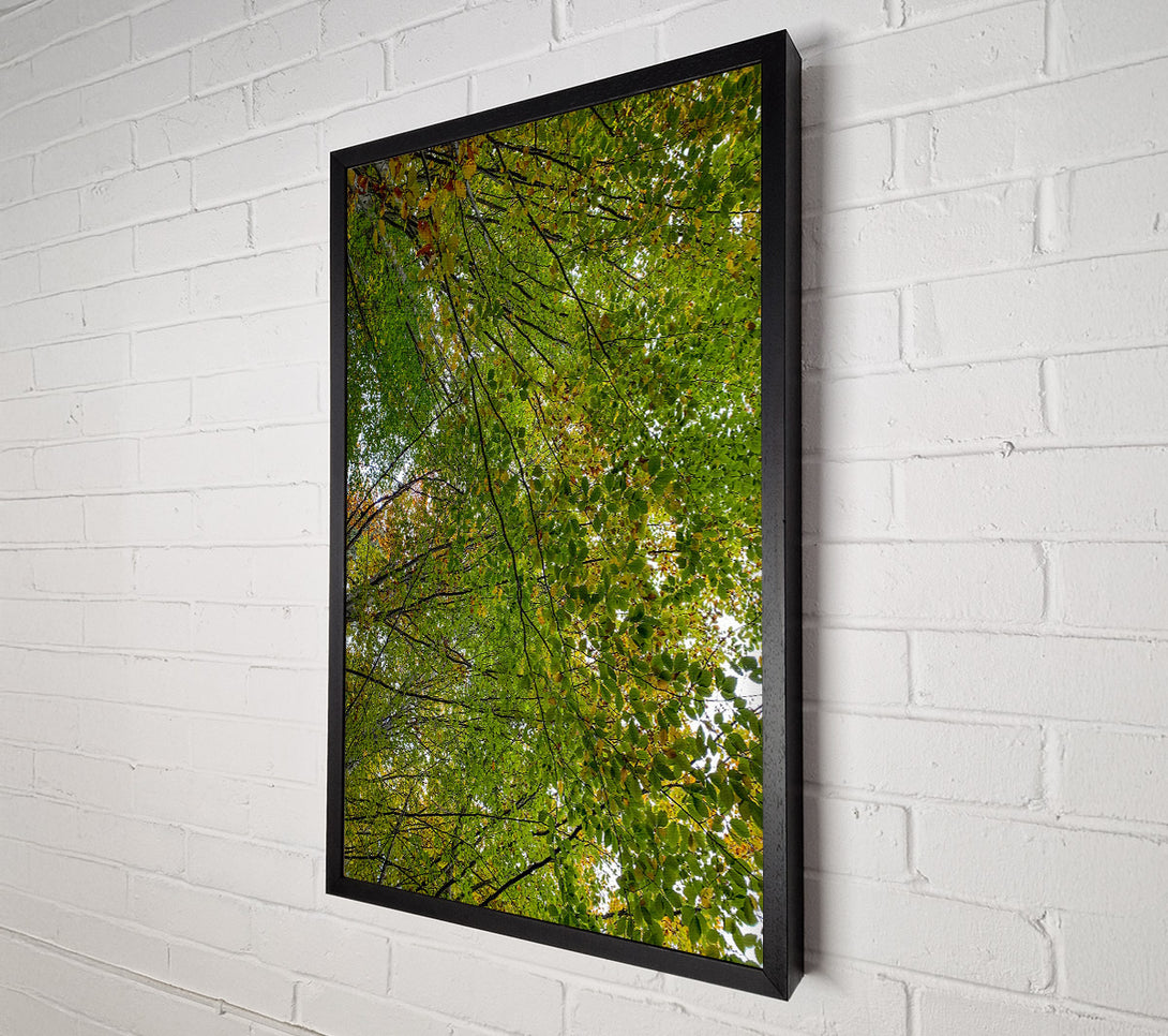  A Canvas Print of Green Canopy'S Embrace Canvas Wall Art