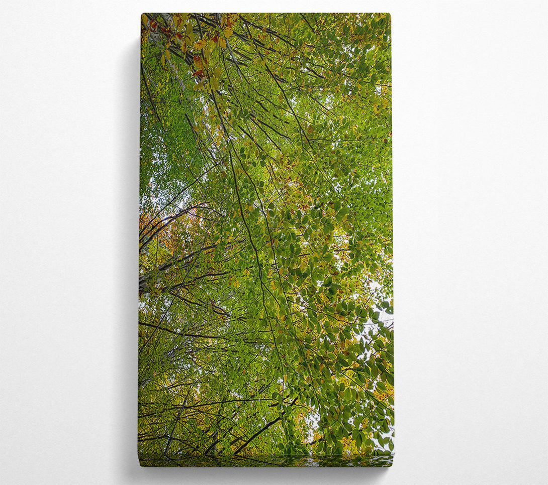  A Canvas Print of Green Canopy'S Embrace Canvas Wall Art