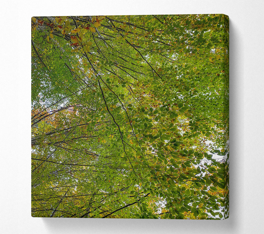  A Canvas Print of Green Canopy'S Embrace Canvas Wall Art