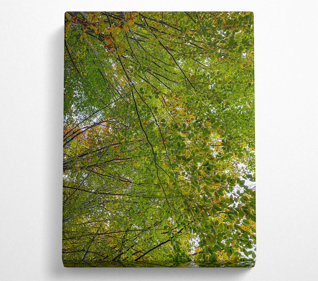  A Canvas Print of Green Canopy'S Embrace Canvas Wall Art