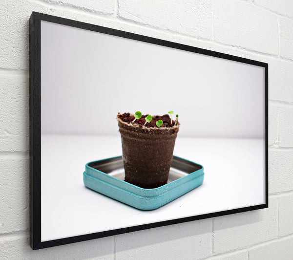 Brown Seedlings On Teal