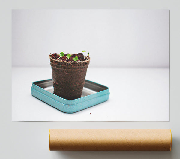 Brown Seedlings On Teal Print