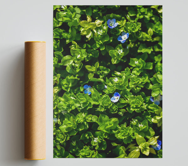 Green And Blue Blooms Poster