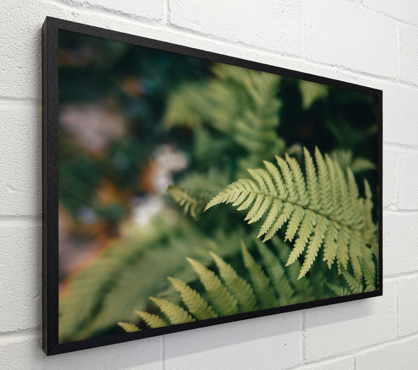 Pale Green Fern Frond