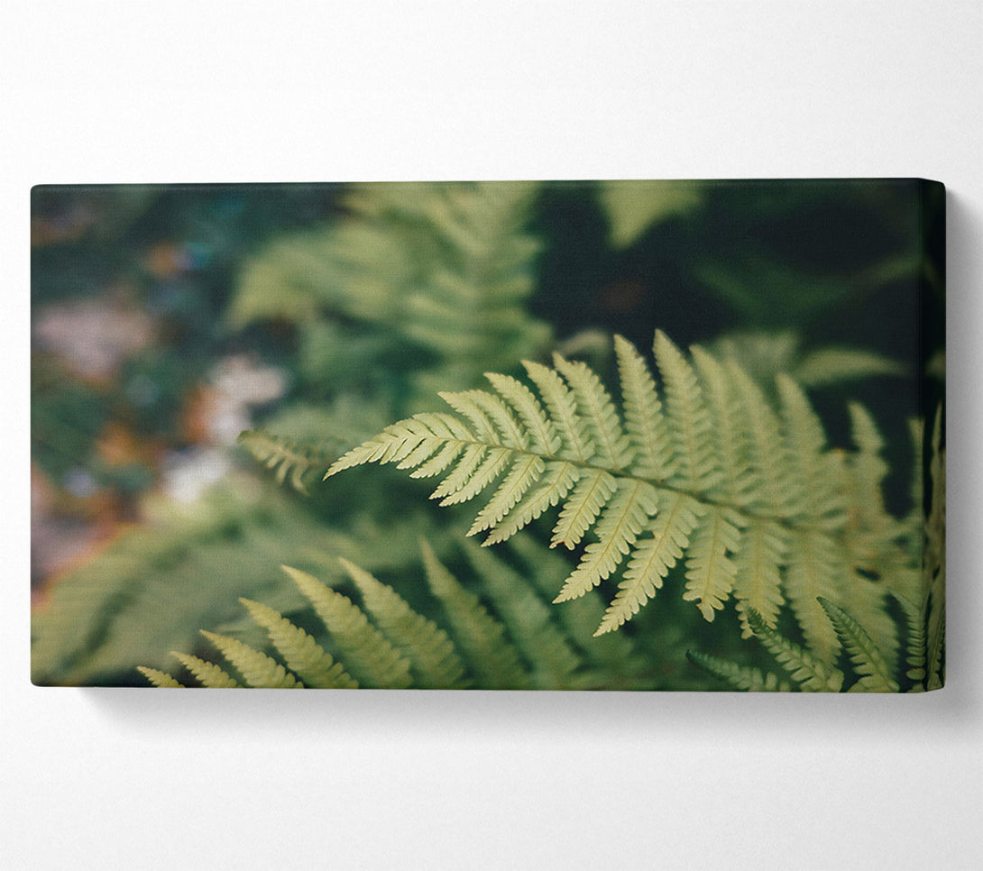  A Canvas Print of Pale Green Fern Frond Canvas Wall Art