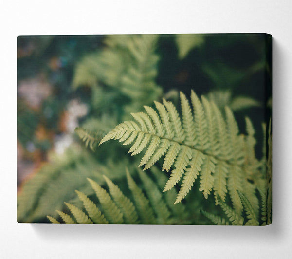  A Canvas Print of Pale Green Fern Frond Canvas Wall Art