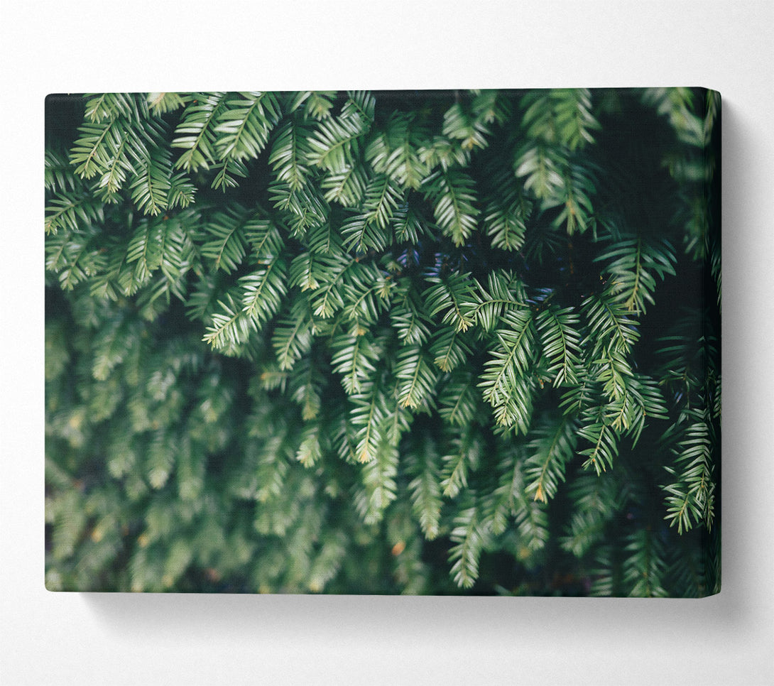  A Canvas Print of Emerald Evergreen Branches Canvas Wall Art