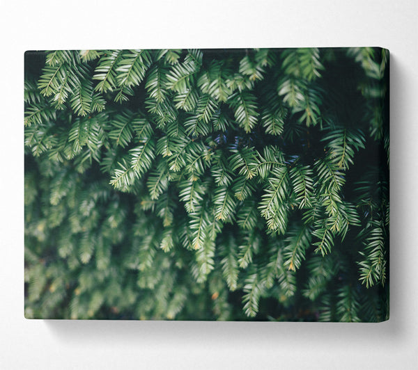  A Canvas Print of Emerald Evergreen Branches Canvas Wall Art