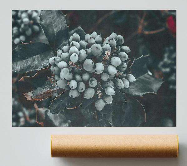 Silver Berry Cluster Poster