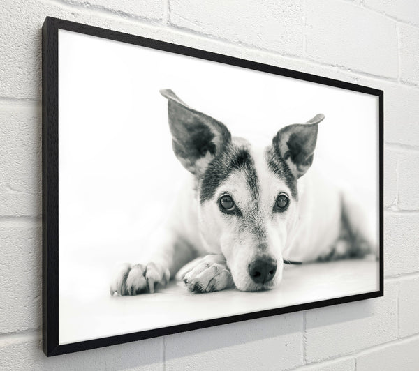The Dog'S Grey Gaze