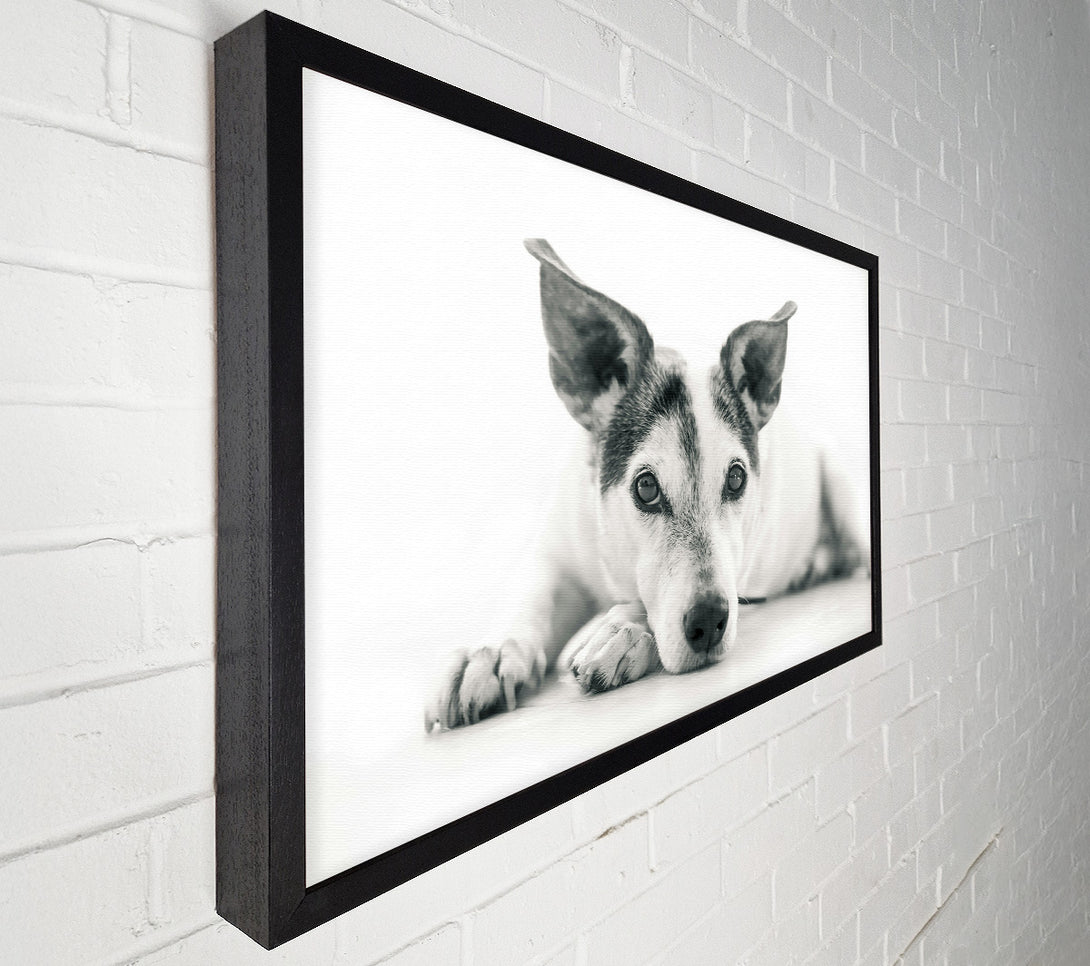  A Canvas Print of The Dog'S Grey Gaze Canvas Wall Art
