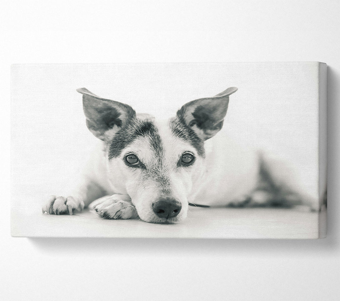  A Canvas Print of The Dog'S Grey Gaze Canvas Wall Art