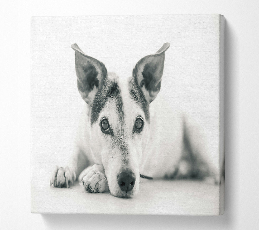  A Canvas Print of The Dog'S Grey Gaze Canvas Wall Art