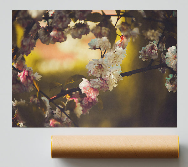 Golden White Blooms Giclee Print