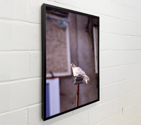 White Dove On A Pole
