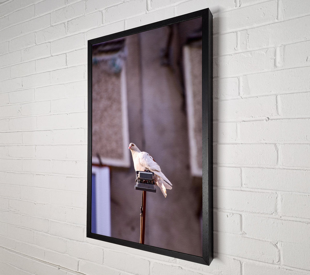  A Canvas Print of White Dove On A Pole Canvas Print