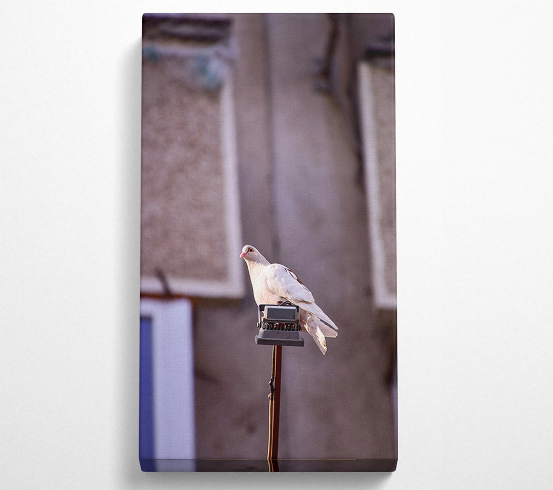  A Canvas Print of White Dove On A Pole Canvas Print