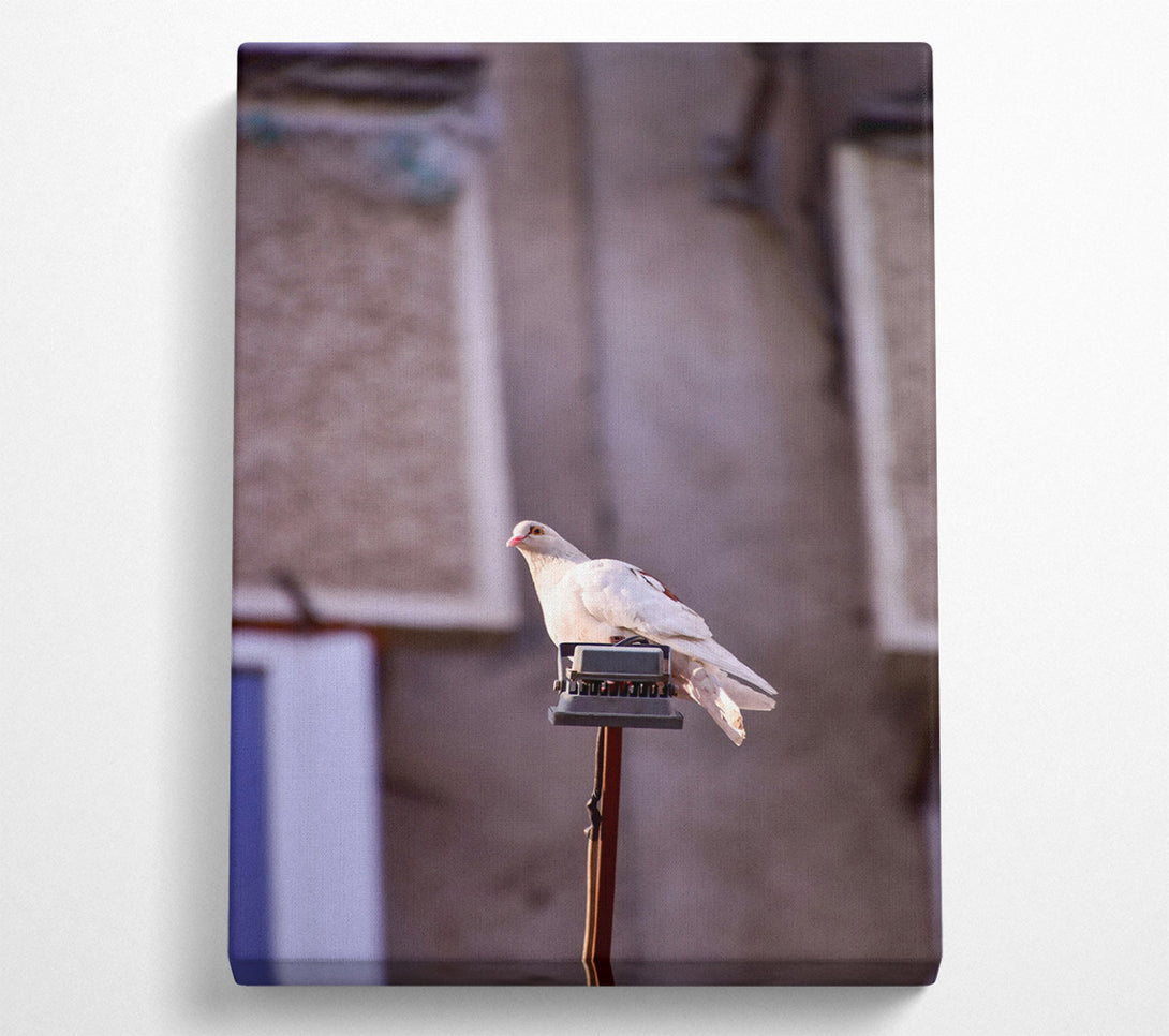  A Canvas Print of White Dove On A Pole Canvas Print