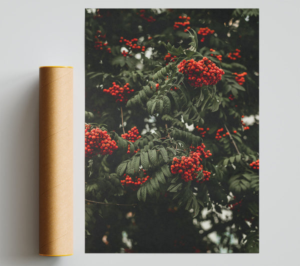 Crimson Rowan Clusters Poster