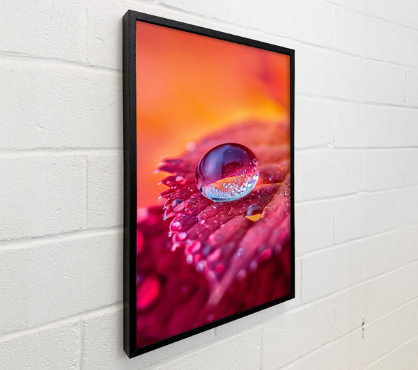 Pink Dewdrop Reflection